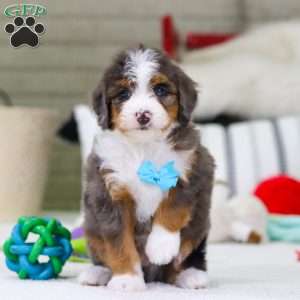 Dexter, Mini Bernedoodle Puppy